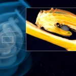 Árapály-katasztrófa: a fekete lyuk szétszakítja a neutroncsillagot. (Forrás: Stockholm U. - Potsdam U. - Max Planck Institute for Gravitational Physics / S.V. Chaurasia, T. Dietrich, N. Fischer, S. Ossokine, H. Pfeiffer)